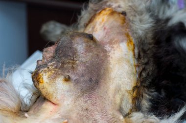 Bir meme tümörü çıkarmak için ameliyat için ameliyat öncesi hazırlık