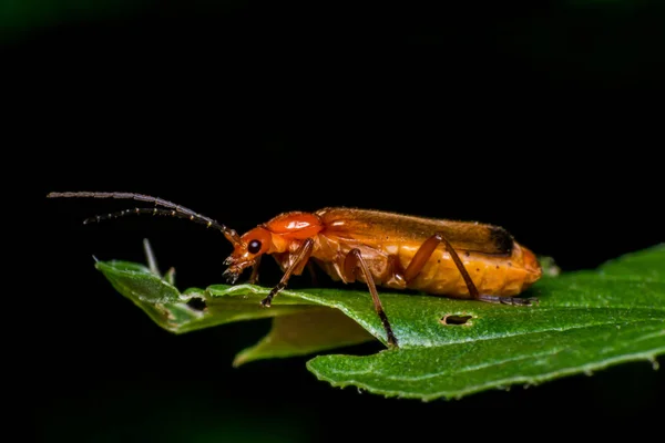 Yeşil Yapraklı Kırmızı Böcek — Stok fotoğraf