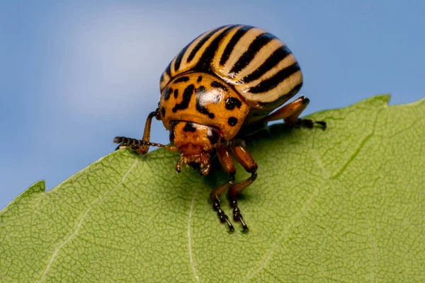 Colorado Πατάτας Bug Σχετικά Πράσινο Φύλλο — Φωτογραφία Αρχείου