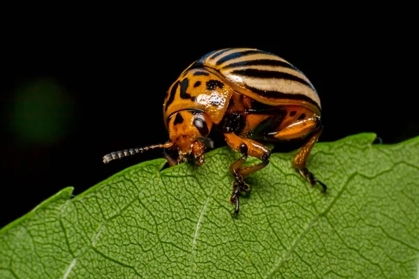 Colorado Πατάτας Bug Σχετικά Πράσινο Φύλλο — Φωτογραφία Αρχείου