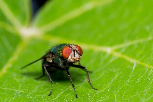 Volar Sobre Hoja Verde —  Fotos de Stock