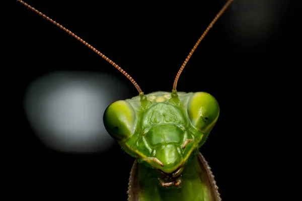 Mantis baş yakın çekim, makro