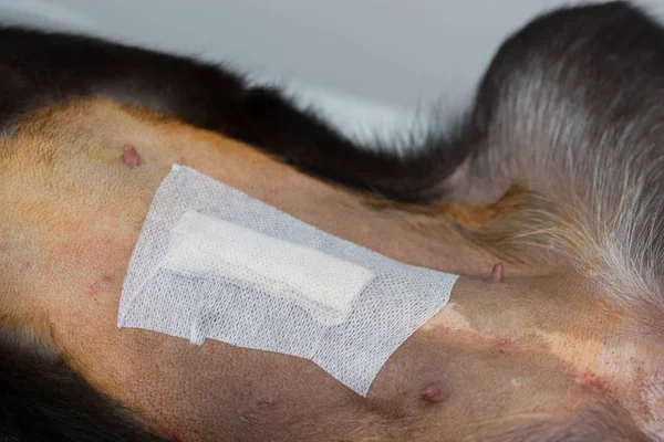 Protección Herida Con Vendaje Después Cirugía Perro — Foto de Stock