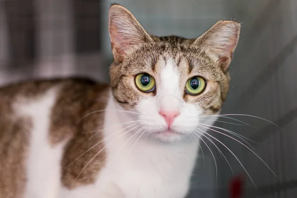 Kırpılan kulak ile kedi 