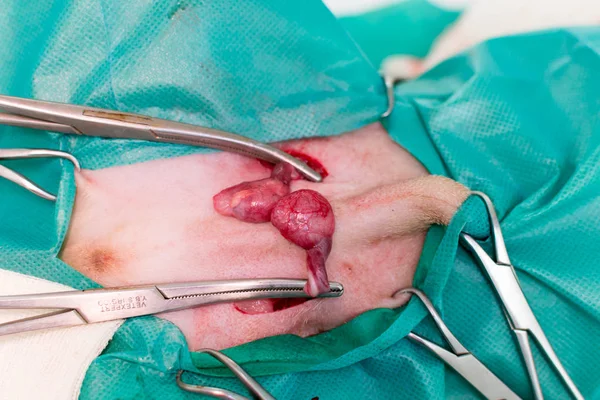 Cryptorchid köpek cerrahi Veteriner Kliniği