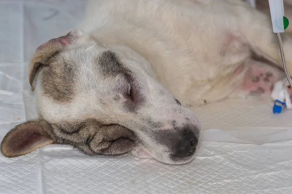 Собака Анафилактическим Шоком Восстанавливается Ветеринарной Клинике — стоковое фото