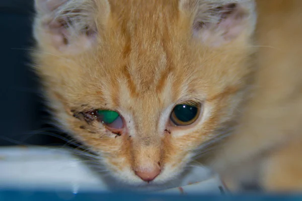 Ginger Kitten Con Conjuntivitis Infección Ocular Gatos Complejo Enfermedades Respiratorias — Foto de Stock