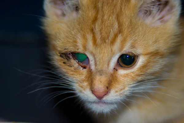 Ginger Kitten Con Conjuntivitis Infección Ocular Gatos Complejo Enfermedades Respiratorias — Foto de Stock