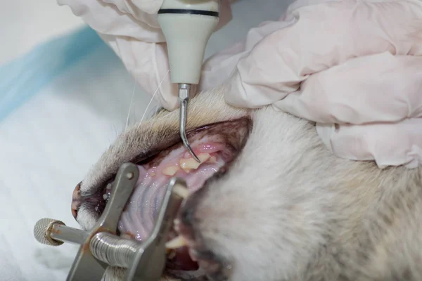 Ultrason ile kaldırma Tartar