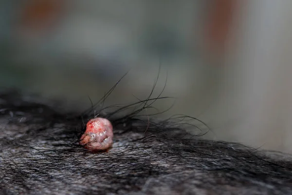 Cocker Spaniel Hunderasse Mit Papillomviren Infektion — Stockfoto