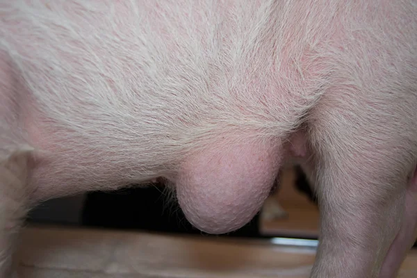 Schwein Mit Leistenbruch — Stockfoto