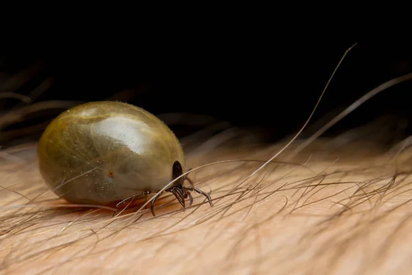 Tick Sulla Superficie Della Pelle — Foto Stock