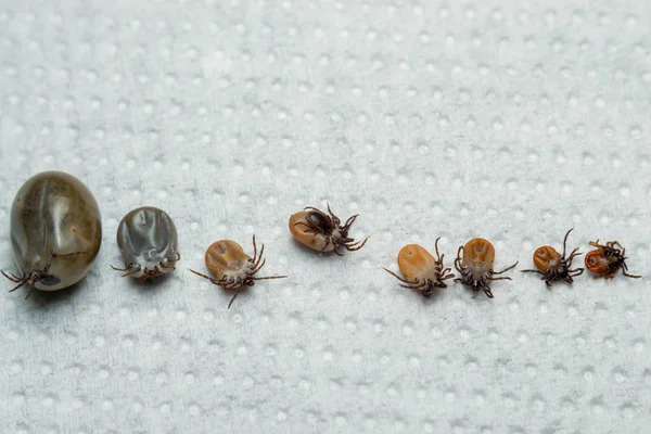 Multiple Ticks Different Sizes — Stock Photo, Image