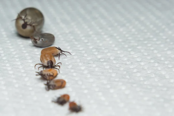 Múltiples Garrapatas Con Diferentes Tamaños — Foto de Stock