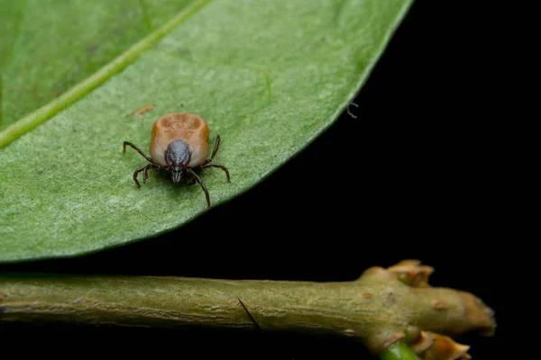 Tic Hoja Hierba — Foto de Stock