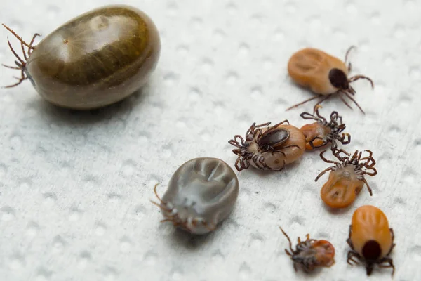 Múltiples Garrapatas Con Diferentes Tamaños — Foto de Stock