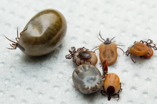 Múltiples Garrapatas Con Diferentes Tamaños — Foto de Stock