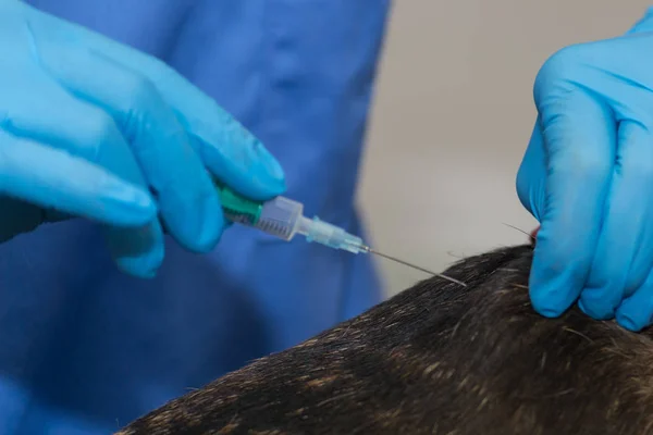 Subcutneous injection in pets, vaccine administration