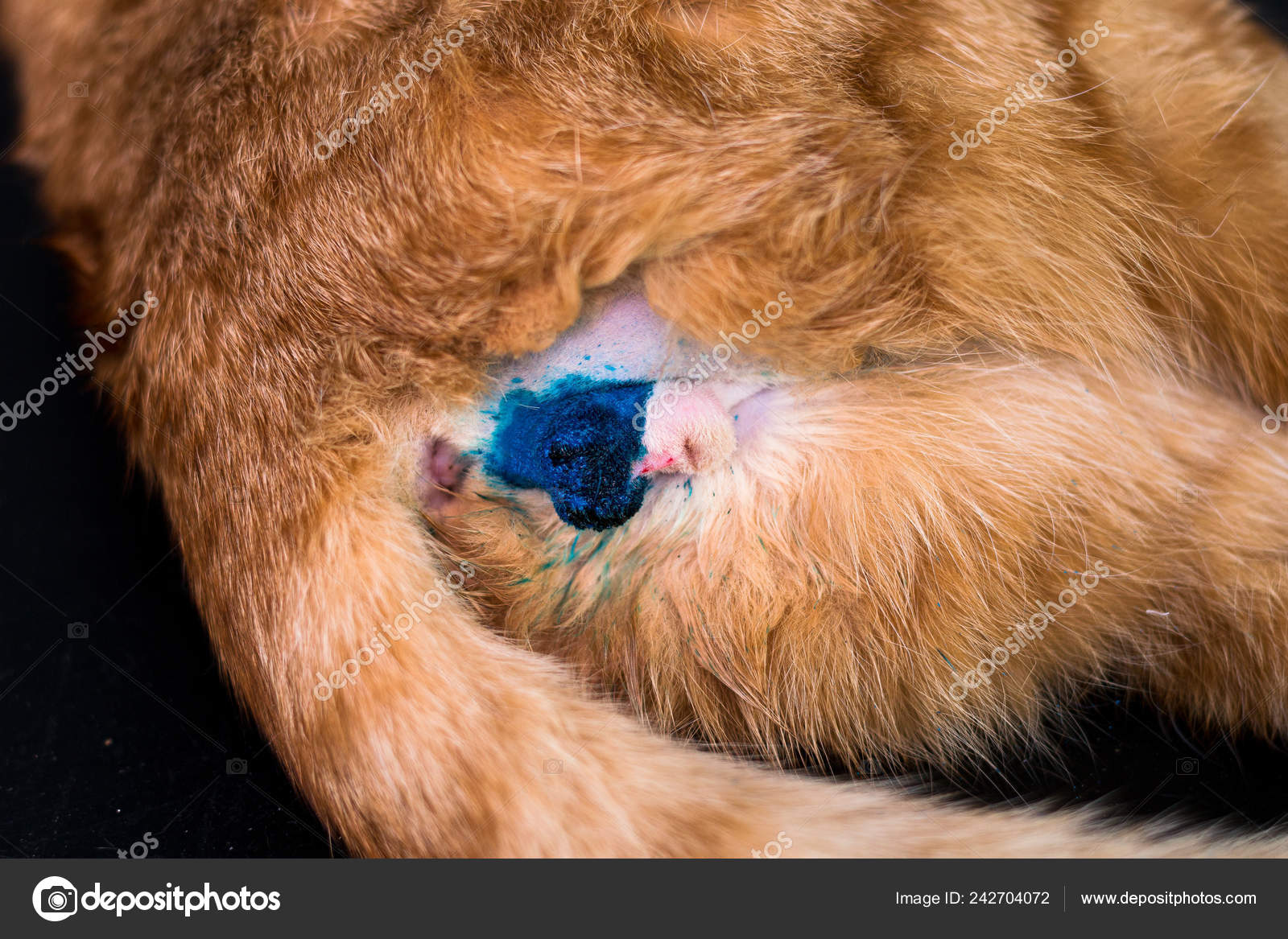 Castration Chat Images Libres De Droit Photos De Castration Chat Depositphotos