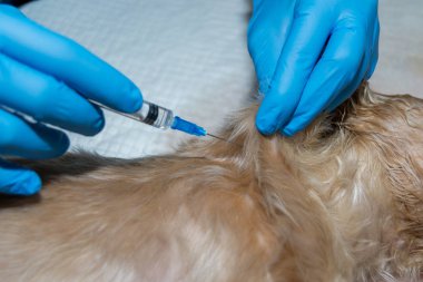 Subcutneous enjeksiyon içinde pets, aşı yönetim