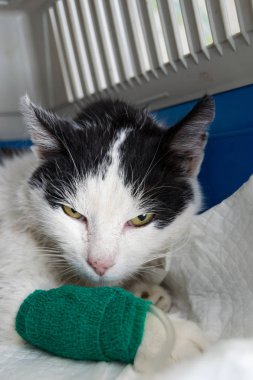 Böbrek yetmezliği, çok yetişkin kedi susuz, IV tedavi gören