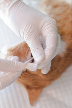 kulak mites vardır bir kedi kulakları temizlik veteriner