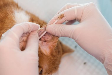 kulak mites vardır bir kedi kulakları temizlik veteriner