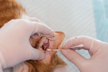 kulak mites vardır bir kedi kulakları temizlik veteriner