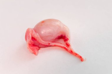 Yetişkin kedi testis beyaz yüzeyi