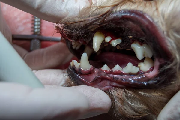 Dog teeth after scaling, tartar removing,