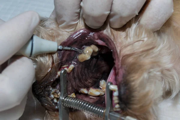 Dientes Perro Con Sarro Infección Bucal Placa Bacteriana — Foto de Stock