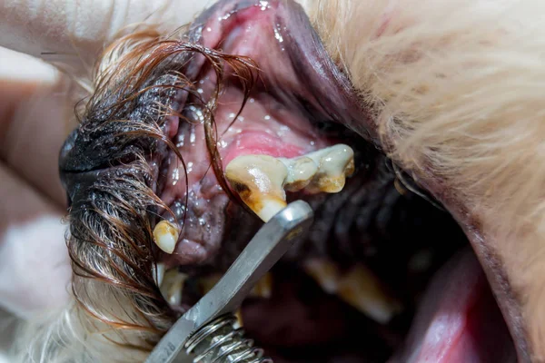 Dog teeth with tartar, mouth infection, bacterial plaque