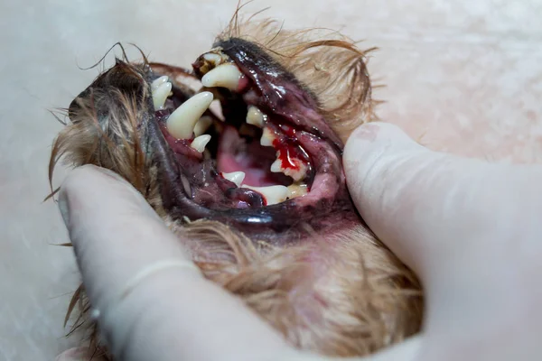 Dog teeth after scaling, tartar removing,