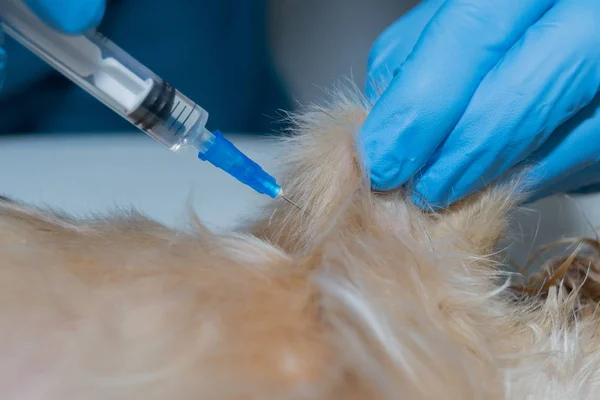 Subcutneous injection in pets, vaccine administration