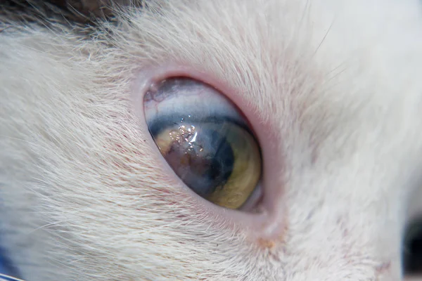 Kotów Oko Owrzodzenie Rogówki — Zdjęcie stockowe