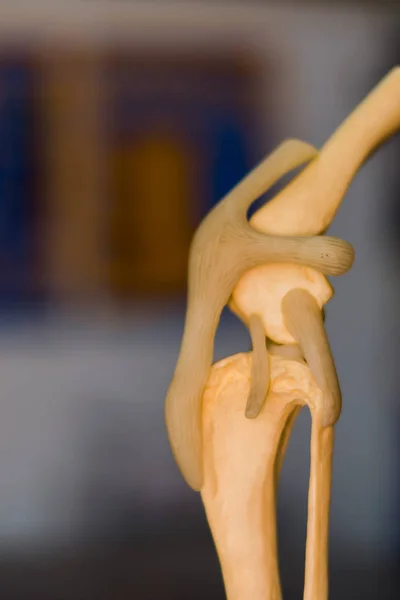 Molde Articulación Rodilla Perro — Foto de Stock