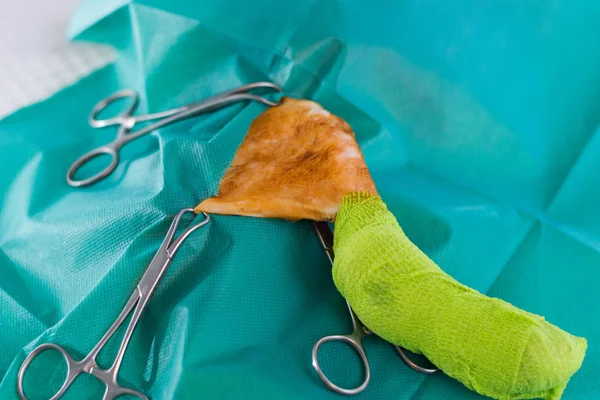 Gatinho Prepara Para Cirurgia — Fotografia de Stock