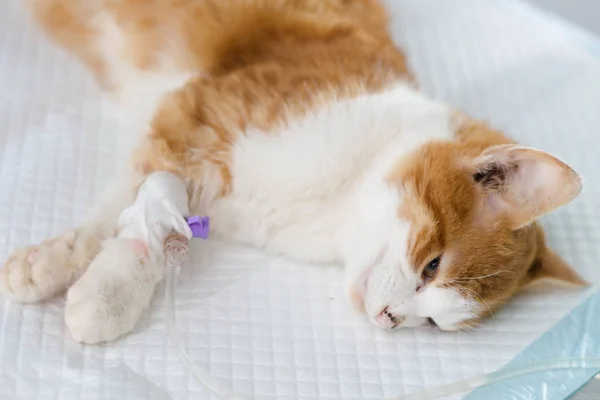 Sedated Kitten Receiving Treatment — Stock Photo, Image