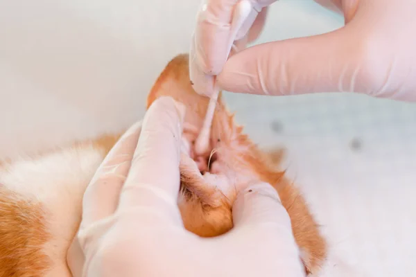Medicul Veterinar Curăță Urechile Unei Pisici Care Acarieni Urechi — Fotografie, imagine de stoc