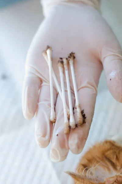 cotton buds after cleaning the ears of a cat with ear mites