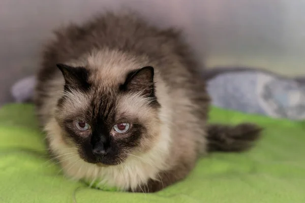 Eski Birmanya kedi portre veteriner kliniğinde bir kafeste rec