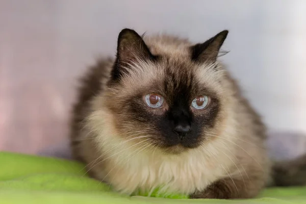 Old Burmese cat portrait in a cage at the veterinary clinic, rec