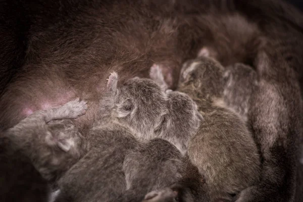 Oude Portret Van Birmaanse Kat Een Kooi Veterinaire Kliniek — Stockfoto