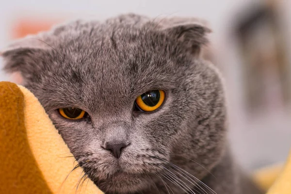 Écossais Plier Chat Bleu Race Rétablissant Anesthésie Clinique Vétérinaire — Photo