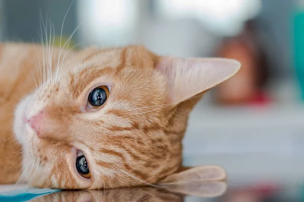 Adult Ginger Cat Sedated Table Veterinary Clinic Ketamine — Stock Photo, Image