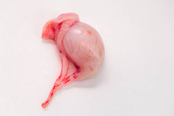 Adult cat testicle on white surface