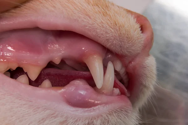 Dentición Felina Caninos Incisivos — Foto de Stock