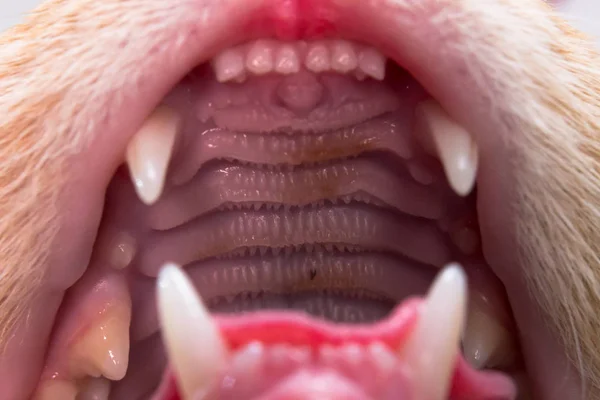 feline dentition, canines and incisors