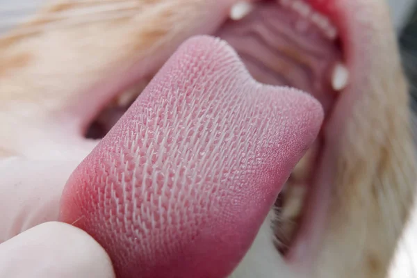 cat tongue with keratinized