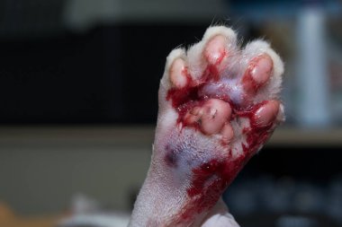 kedi pençe ısırık ile enfekte yara ve ödem, irin